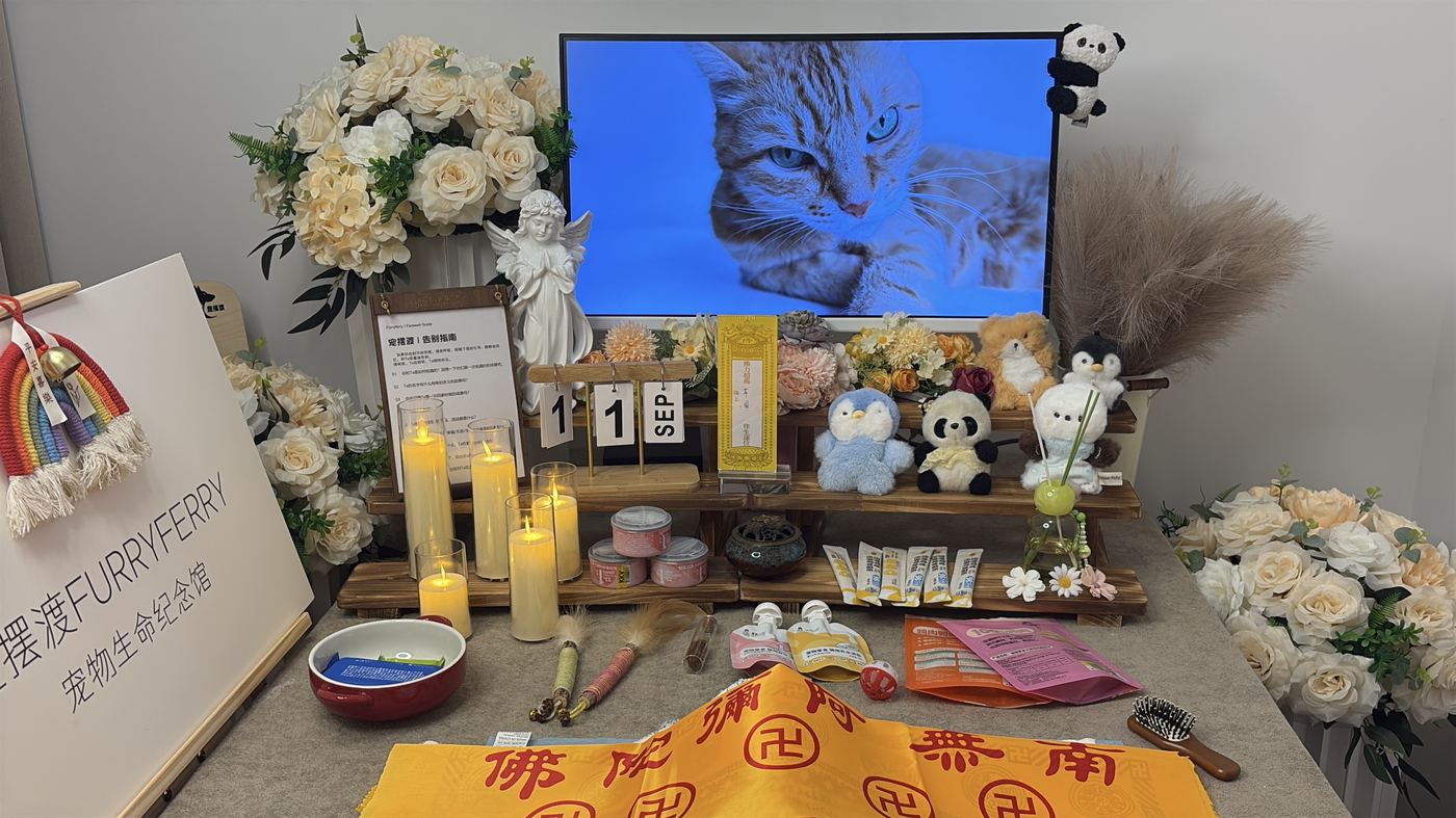猫咪离世后怎么办？无锡猫主子告别指南